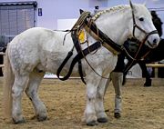 Un cheval Percheron.