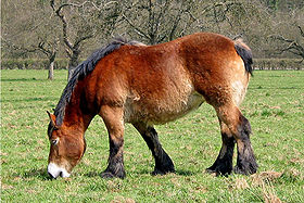 Un ardennais